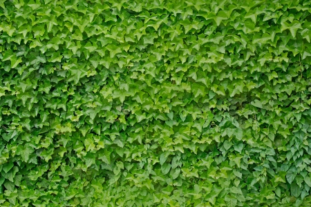 Climbing ivy plant Hedera helix background の写真素材