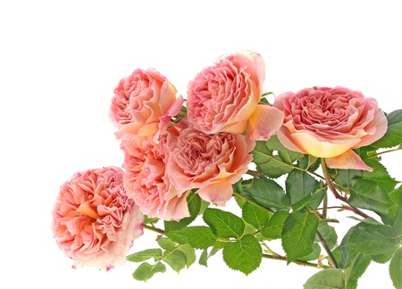 bouquet of pink and cream roses isolated on white backgroundの写真素材