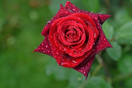 red rose with water droplets on green backgroundの写真素材