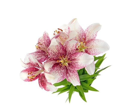 Bouquet of tiger lillies  isolated on white backgroundの写真素材