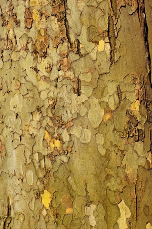Platan tree bark の写真素材