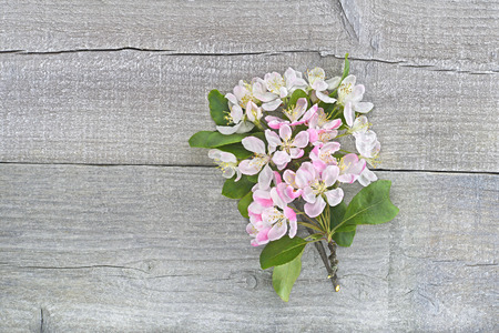 White and pink apple blossom on grey wooden surfaceの写真素材