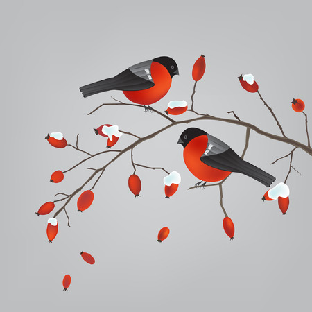 Two robins on a wild rose hips branch with snowのイラスト素材