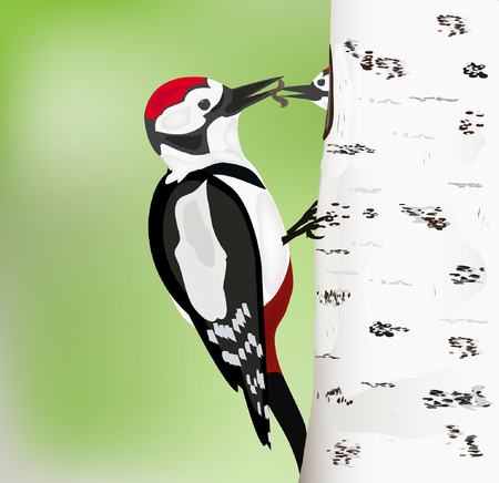 woodpecker femail feeding its young  in the nest vectorのイラスト素材