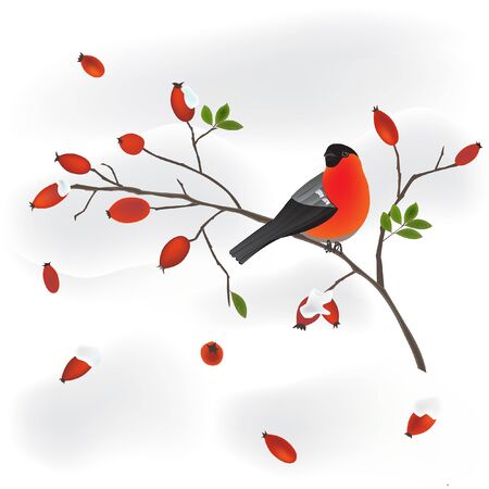 robin on a wild rose branchのイラスト素材