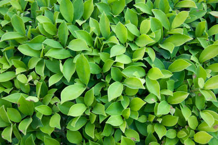 green bush
