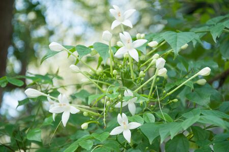 Wrightia religiosaの写真素材