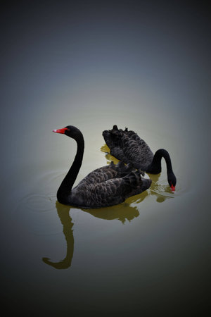 Black swanの写真素材
