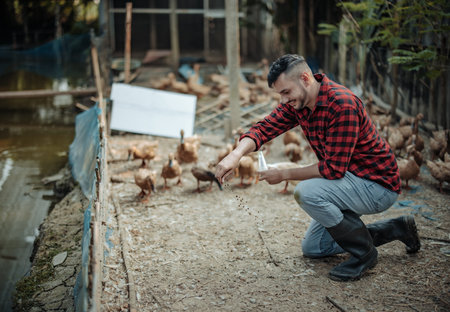 The livestock farm worker joyfully feeds the ducks. Identifying diseases in poultry farms, including diagnostic testing and close observation of duck behavior. Ensuring proper hygiene proceduresの写真素材