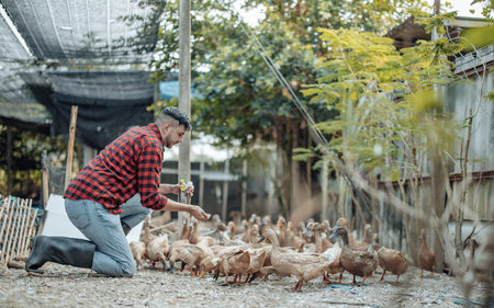 The livestock farm worker joyfully feeds the ducks. Identifying diseases in poultry farms, including diagnostic testing and close observation of duck behavior. Ensuring proper hygiene proceduresの写真素材