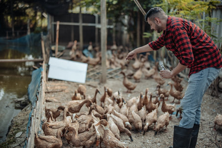The livestock farm worker joyfully feeds the ducks. Identifying diseases in poultry farms, including diagnostic testing and close observation of duck behavior. Ensuring proper hygiene proceduresの写真素材