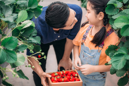 An Asian father and daughter pair up to collect strawberries at an innovative indoor farm. They shared how they picked strawberries while taking turns eating the delicious fruit with enthusiasm.の写真素材