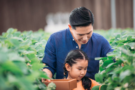 An Asian father and daughter pair up to collect strawberries at an innovative indoor farm. They shared how they picked strawberries while taking turns eating the delicious fruit with enthusiasm.の写真素材