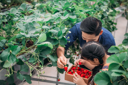 An Asian father and daughter pair up to collect strawberries at an innovative indoor farm. They shared how they picked strawberries while taking turns eating the delicious fruit with enthusiasm.の写真素材