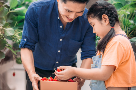 An Asian father and daughter pair up to collect strawberries at an innovative indoor farm. They shared how they picked strawberries while taking turns eating the delicious fruit with enthusiasm.の写真素材
