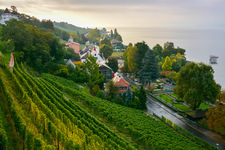 Vineyard on a hillの写真素材