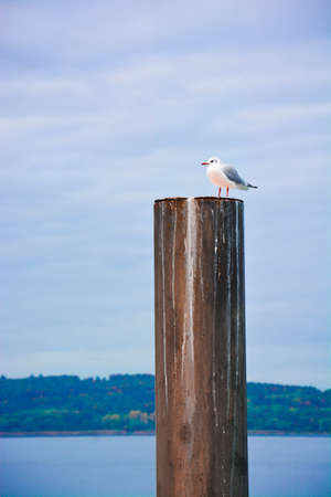 Standing birdの写真素材