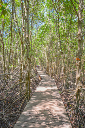 A wooden walk ways in the mangrove forest in the morning at Chanthaburi, Thailand.の写真素材