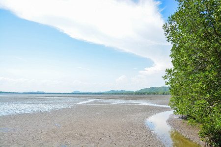 A scenery of dry bay with a side view of mountain and forest and above is a big dense white cloud on a blue sky at mangrove forest in Chanthaburi, Thailand.の写真素材