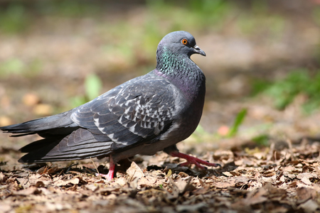 Blue rock pigeon (Columba livia) walking and foraging in the parkの写真素材