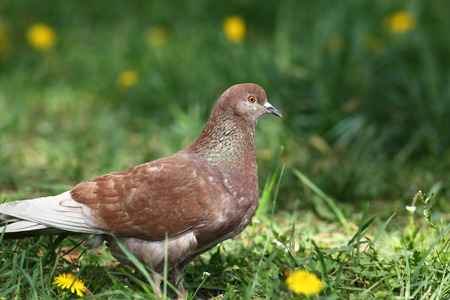 Brown rock pigeon walking in the fieldの写真素材