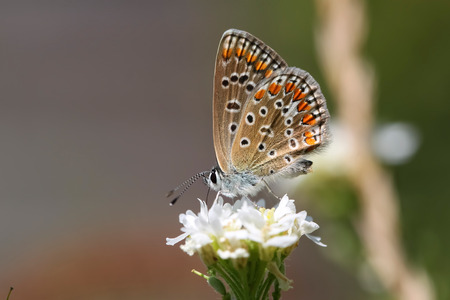 Butterfly on the flower. Polyommatus icarusの写真素材