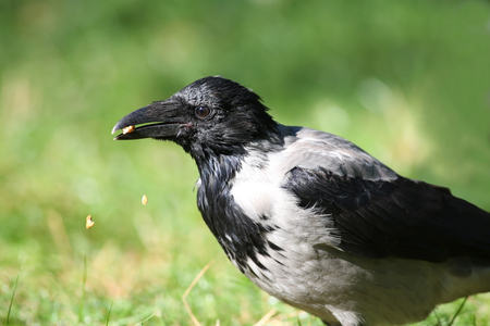 Gray crow (Corvus corone cornix) eats nuts, pieces of nuts are falling in the grassの写真素材