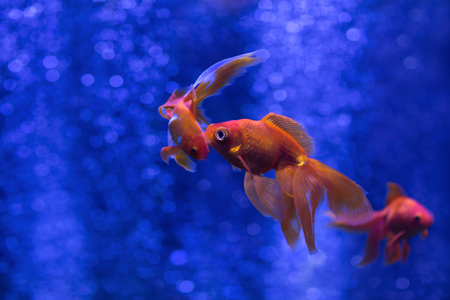 Gold fish (Carassius auratus) kissing another fishの写真素材