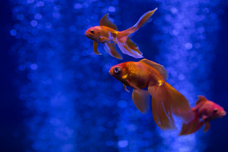 Carassius auratus - aquarium fish swims in blue water. Bokeh in the form of circlesの写真素材