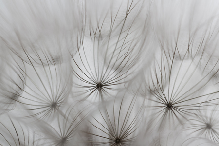 Goat`s-beard (dandelion) plant Blurry abstract background ready for your designの写真素材