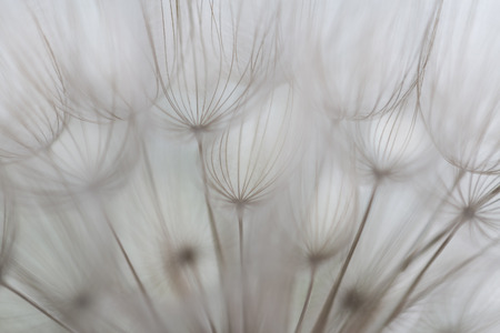 Image of goat`s gray bean plant with gray pastel shades. Blurry abstract background ready for your designの写真素材