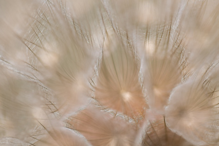 Goat`s-beard (dandelion) plant with shallow depth of field in pastel shades. Blurry abstract background ready for your designの写真素材