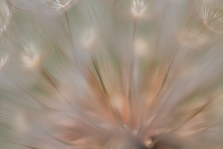 Defocused image of goat`s beard (dandelion) plant with green and beige pastel shades. Blurry abstract background ready for your designの写真素材