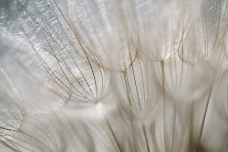 Goat's beard (dandelion) Blurry abstract background ready for designの写真素材