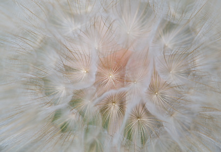Goat`s-beard (dandelion) plant with shallow depth of field. Blurry abstract background ready for designの写真素材