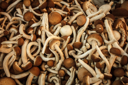 Organic Mushroomsの写真素材