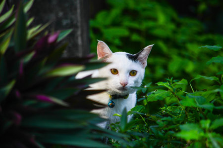 white cute cat in gardenの写真素材