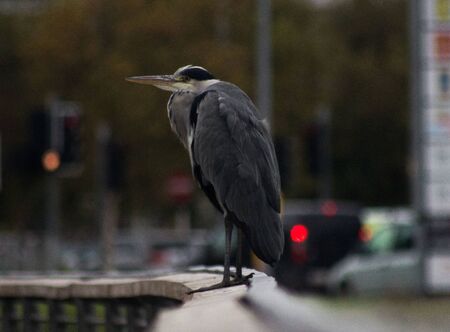 Egret watching trafficのeditorial素材