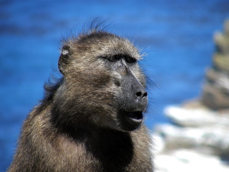 Screaming monkey on the ocean backgroundの写真素材
