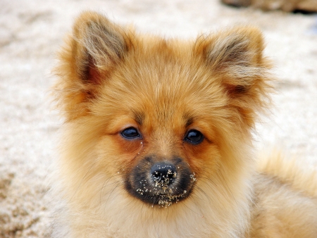 Red-haired puppyの写真素材