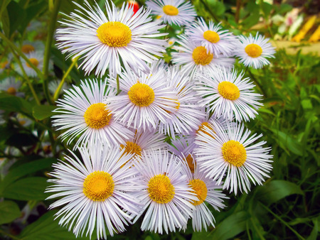 Flowers of white daisies