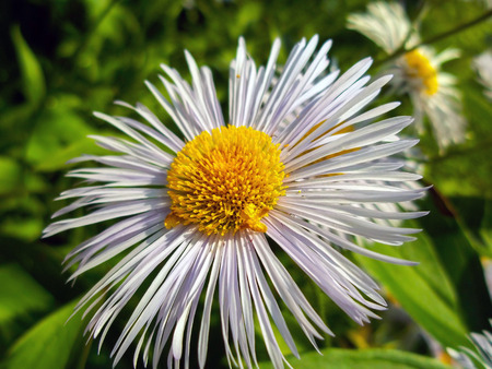 White daisy flower close-up on grass background
