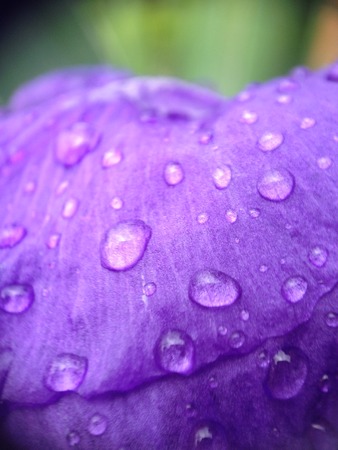 Drops of water on a violetの写真素材