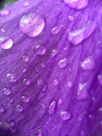 Drops of water on a violetの写真素材