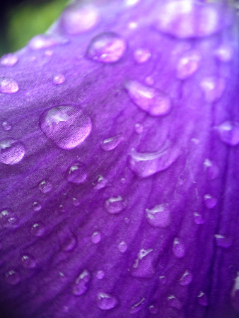 Drops of water on a violetの写真素材