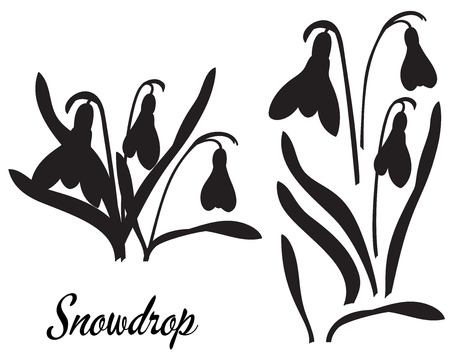 Silhouette of Snowdrop flower (galanthus). Bouquet of snowdrops. Leaves and head of a flower isolated, in one black color. Suitable for decor, cutting template.のイラスト素材
