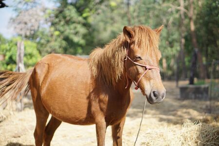 Dwarf horse in good moodの写真素材