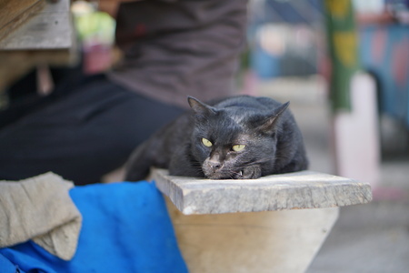 Upset black catの写真素材