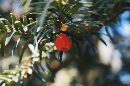 macro shot of a pine berryの写真素材