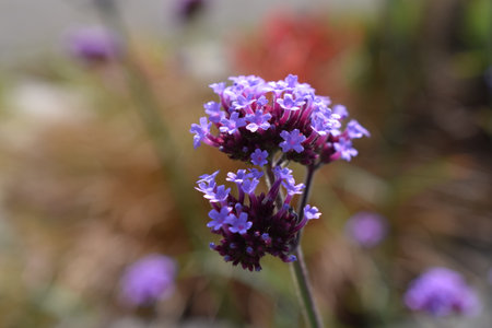 close-up shot of some tiny, purple flowers